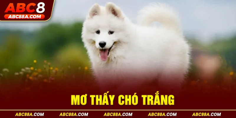 mơ thấy chó trắng