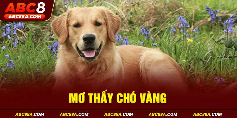 mơ thấy chó vàng