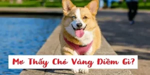 Nằm mơ thấy chó vàng mang đến ý nghĩa và điềm gì?