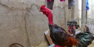 ảnh đại diện bài viết cách chăm sóc gà chọi