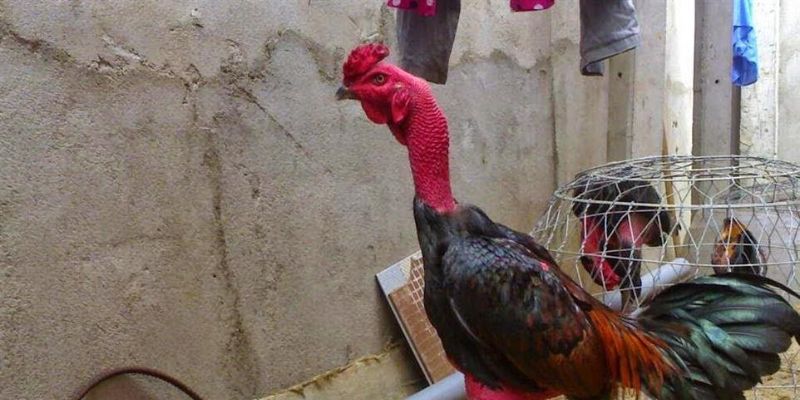 ảnh đại diện bài viết cách chăm sóc gà chọi