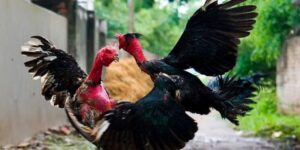 ảnh đại điện bài viết đá gà cựa dao