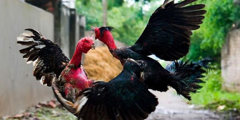 ảnh đại điện bài viết đá gà cựa dao