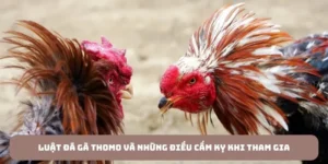 ảnh đại diện bài viết luật đá gà thomo