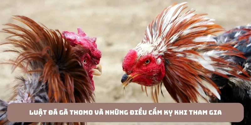 ảnh đại diện bài viết luật đá gà thomo